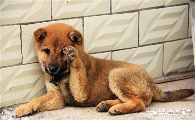 为啥土狗比宠物狗对主人忠诚? 看完后, 我也想养一只