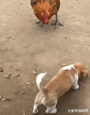 鸡偷吃狗子肉肉, 狗狗: 还吃! 还吃! 我管你饱呀, 看我这暴脾气