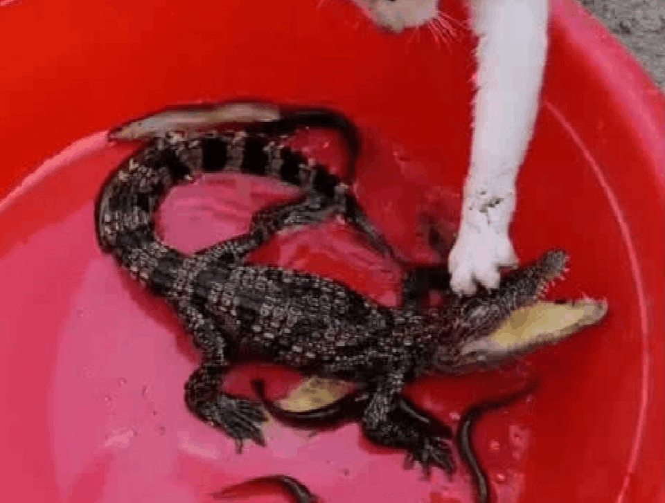 主人想给鳄鱼安个家, 才放到家门口, 就差点让它“遭了殃”!