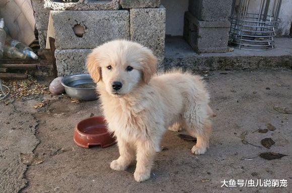 金毛被网友带回家, 它一直想要逃走, 先吃饱再想办法