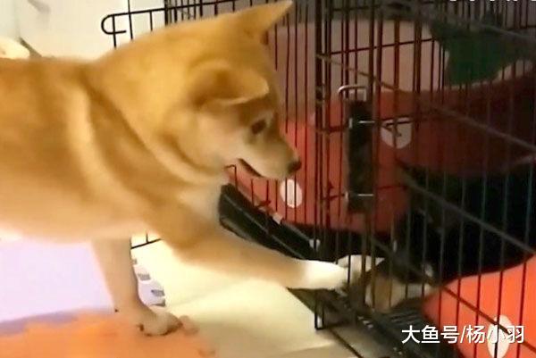 柴犬从笼子逃出帮同伴越狱, 却忘记开锁方法, 没想到它转身回笼研究