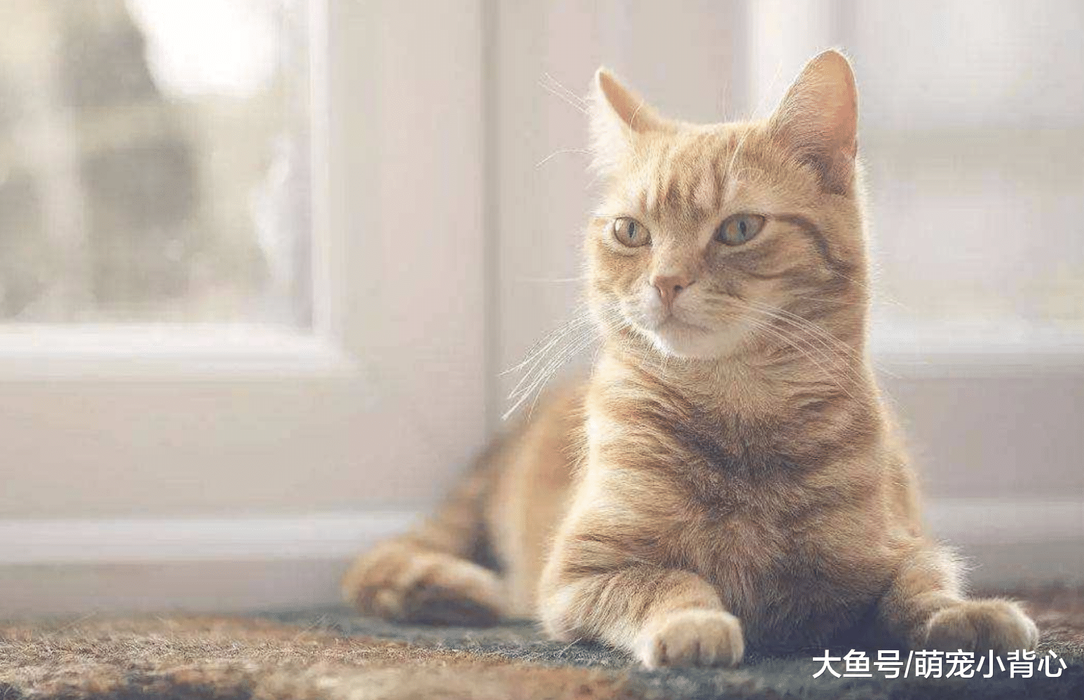 最自来熟的几种猫咪, 铲屎官都要吃醋啦~