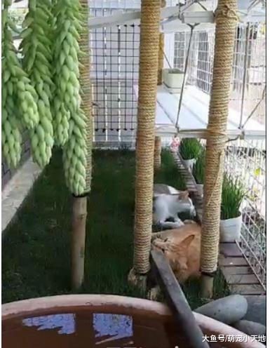 每天捡纸箱, 爸爸手作2层豪华抓板宫殿献喵皇, 成品实在太强