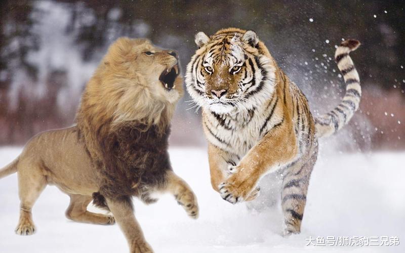 狮子这三个本事都比老虎差, 它想战胜老虎有多难?