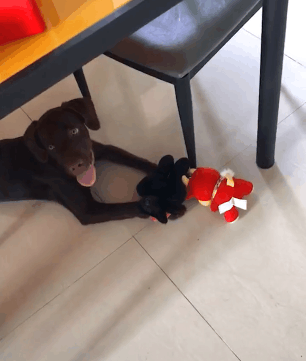 大狗到湖里捡瓶子, 游离水岸却无力返回, 狗主跳入水中奋力拼救…