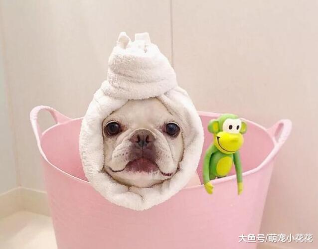 养法国斗牛犬, 记住这“五不要”, 一生受益!