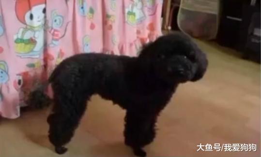 看了那些交给男朋友养的狗, 直接笑翻在厕所里: 一点狗样都没了