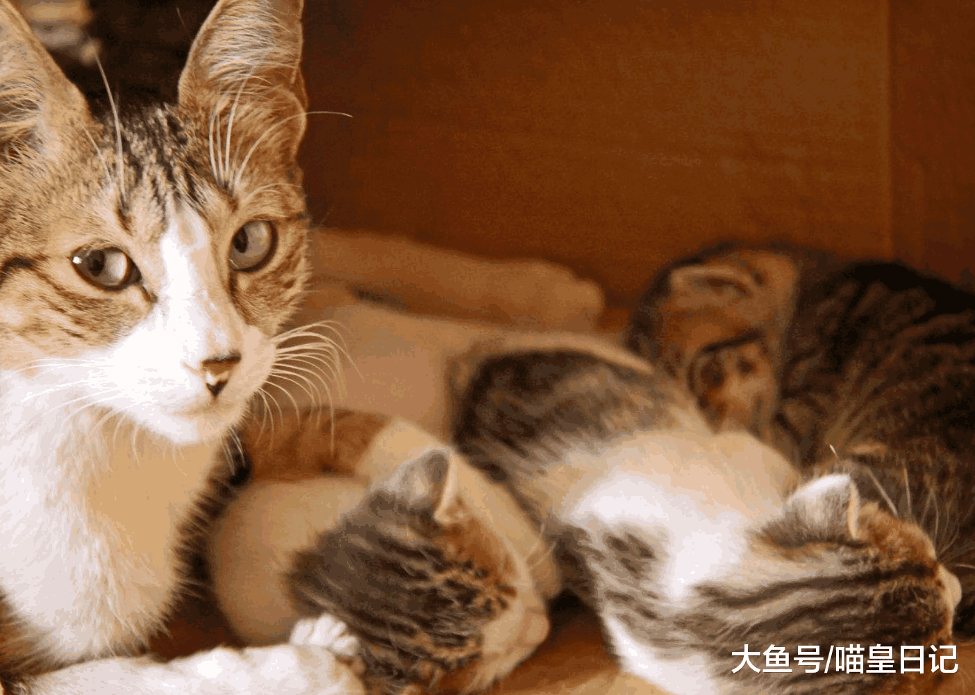 小猫被主人送走, 猫妈妈是什么反应? 猫妈妈: 我的内心毫无波动