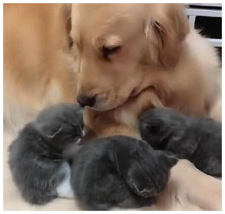 金毛当月嫂是什么体验? 蓝猫生小崽后, 也没客气: 你, 来当妈