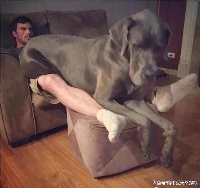自从养了这只巨型狗狗, 就好像养了一只“大宝宝”!