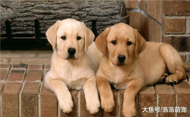 养狗后宠主的生活会发生5种变化, 不知道你有没有变?