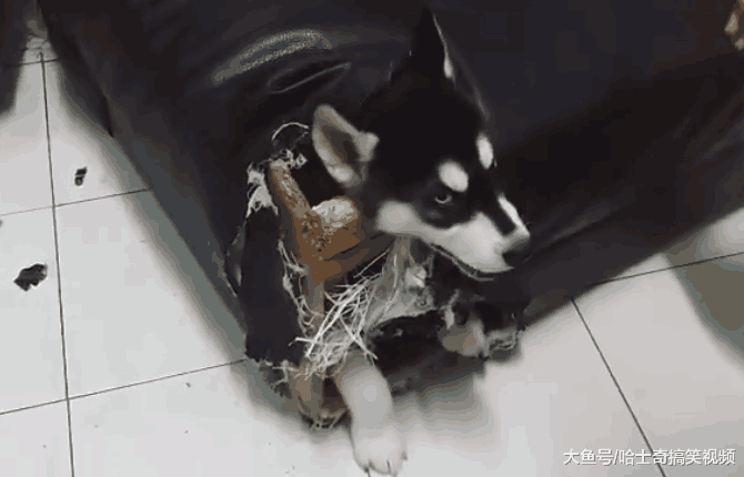 主人下班回家, 二哈却不见了, 找到它时“杀狗”的心都有了