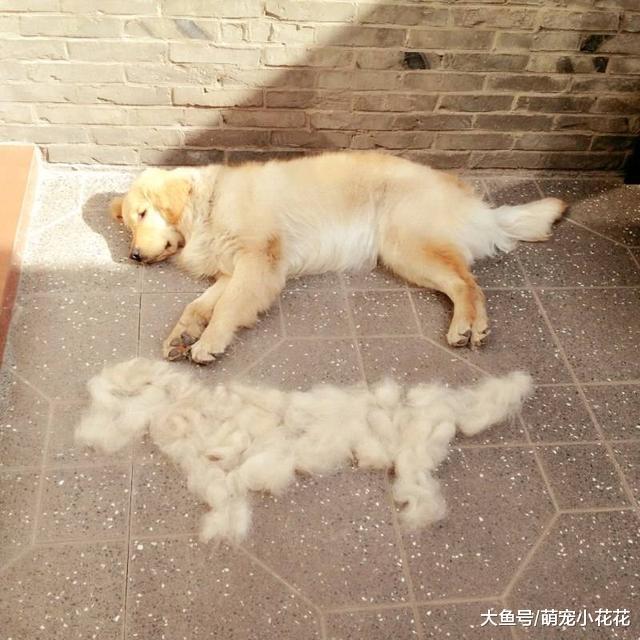 购买金毛犬, 到底是选公的好, 还是选母的比较好?