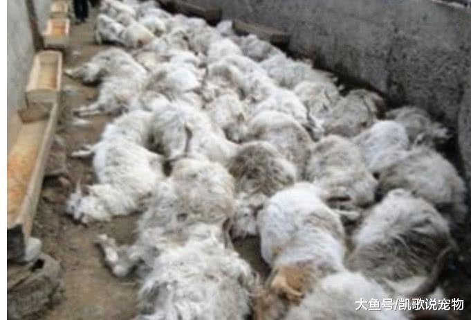 羊群一夜之间全部死亡, 村民躲暗地找凶手, 看到是它众人怒了