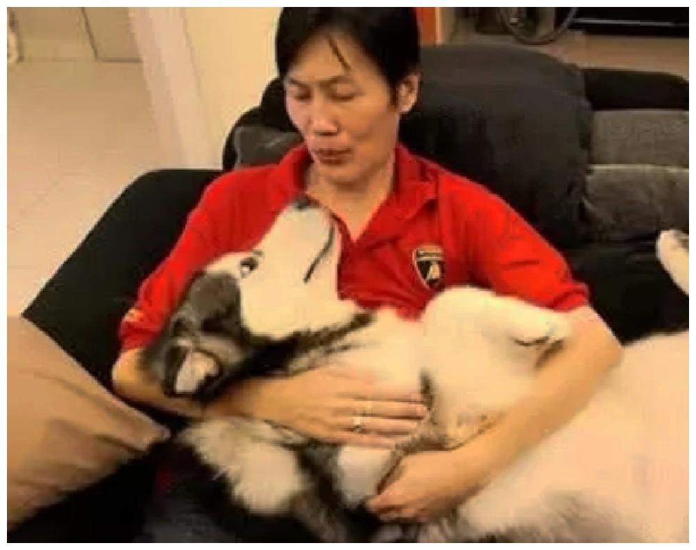 主人给出狗狗成长前后照片, 同样角度对比, 彼此眼神真叫人嫉妒