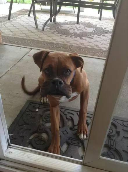 被蜜蜂叮到妈都不认得它的汪星人们