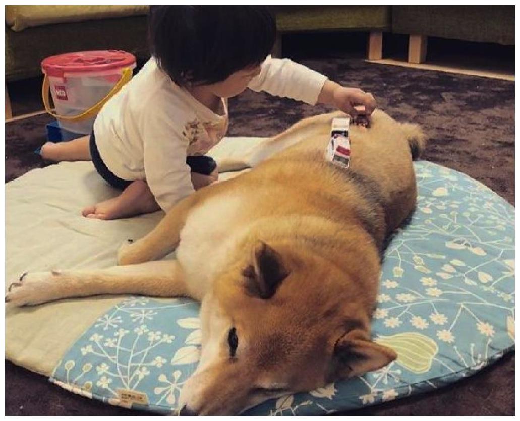 狗狗和小主人成了铁杆, 连睡觉都同款睡姿, 相处之道羡煞旁人!