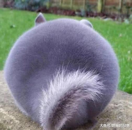 散步时看到一个神秘的动物, 戳了它的屁股, 回头的那一刻我笑不出来了