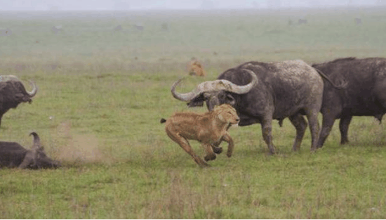 狮子攻击野牛, 结果来了一群野牛, 把狮子堵在树上不敢下来
