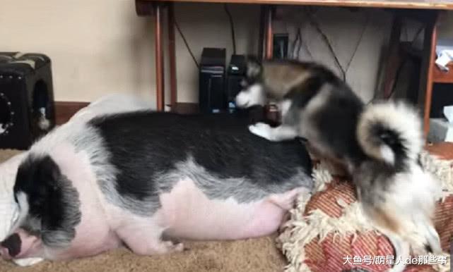 一只香猪睡熟了, 旁边的二哈想着法子叫它起来, 二哈: 你起来!