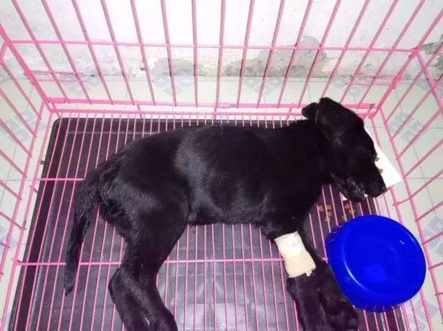 疾病幼犬的三个主要成因, 大部分来源于流通中, 铲屎官购犬需注意
