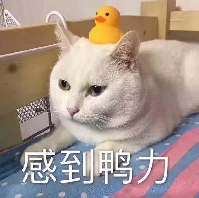 冬天来了? 明明是高新区朋友些的“春天”