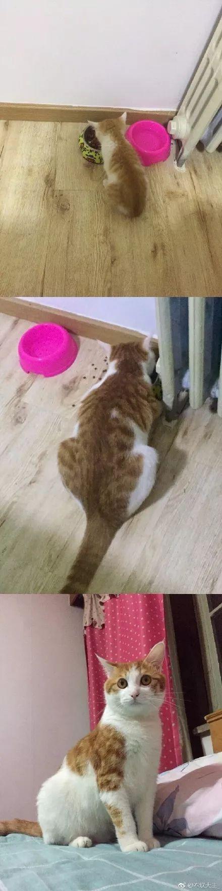 岁月是把杀猪刀, “杀”了我的小奶猫