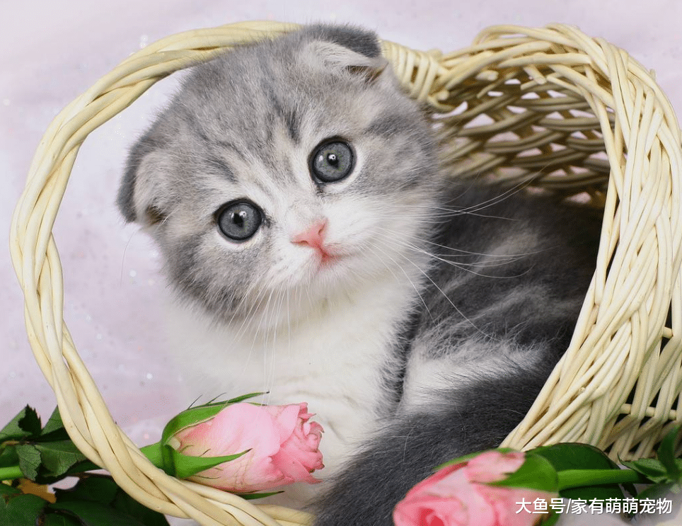 猫咪有这5种行为, 说明它不爱你了, 赶紧想办法补救吧!