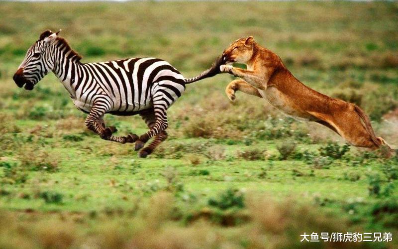 狮子这三个本事都比老虎差, 它想战胜老虎有多难?