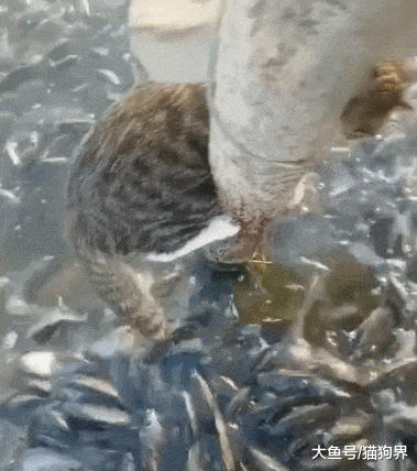 鱼太多, 看的猫咪有点眼花, 不知道抓哪一个, 网友: 富贵险中求