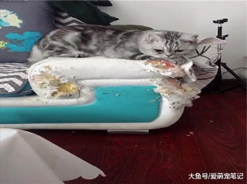 自从养了美短猫, 家里的沙发就没完整过, 网友: 这是二哈养大的喵