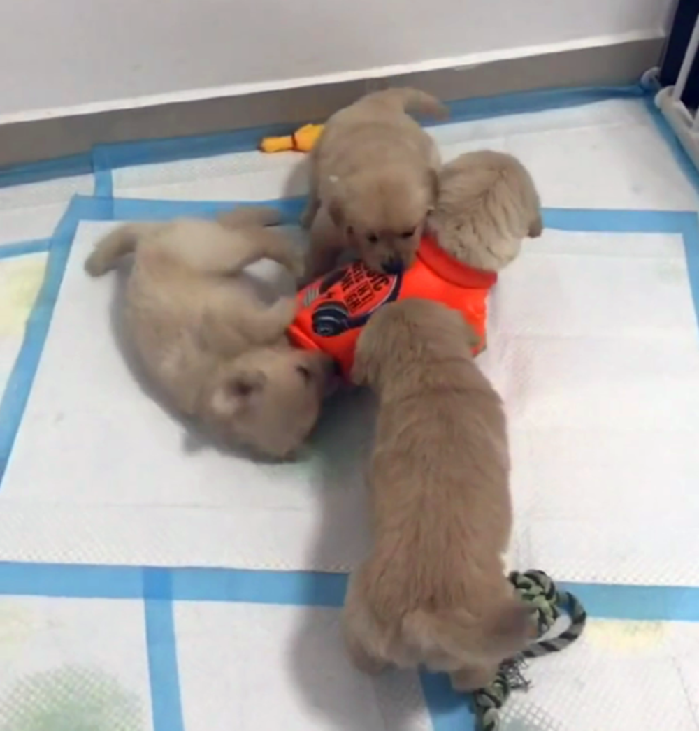 小金毛得到主人的衣服, 却惨遭兄弟妒忌围攻, 狗: 凭啥就它有衣服