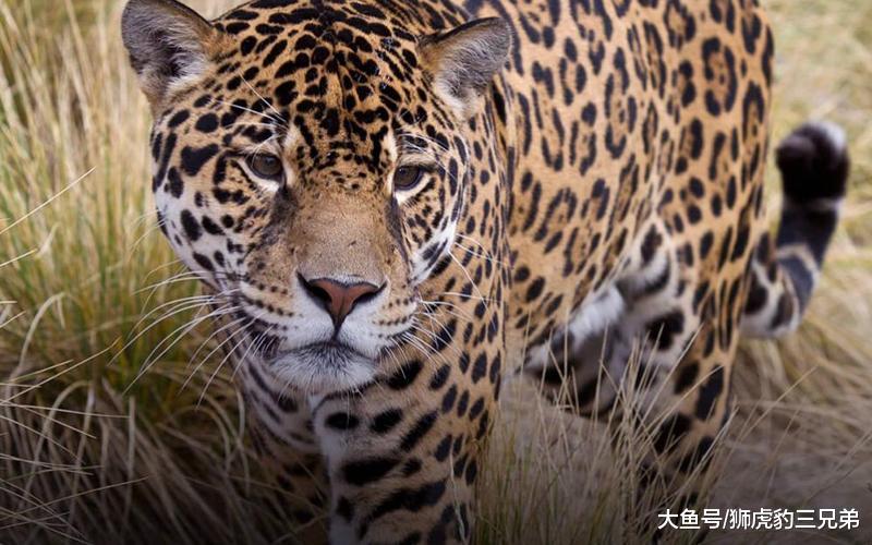 它是美洲“最横”的猫科动物, 却因为名字的缘故, 实力经常被低估