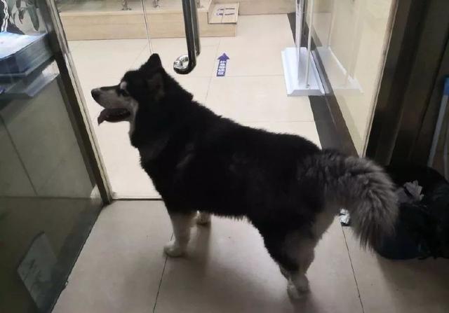 警察局溜进来一只阿拉斯加, 不仅堵住门口, 还缠着女警官不放