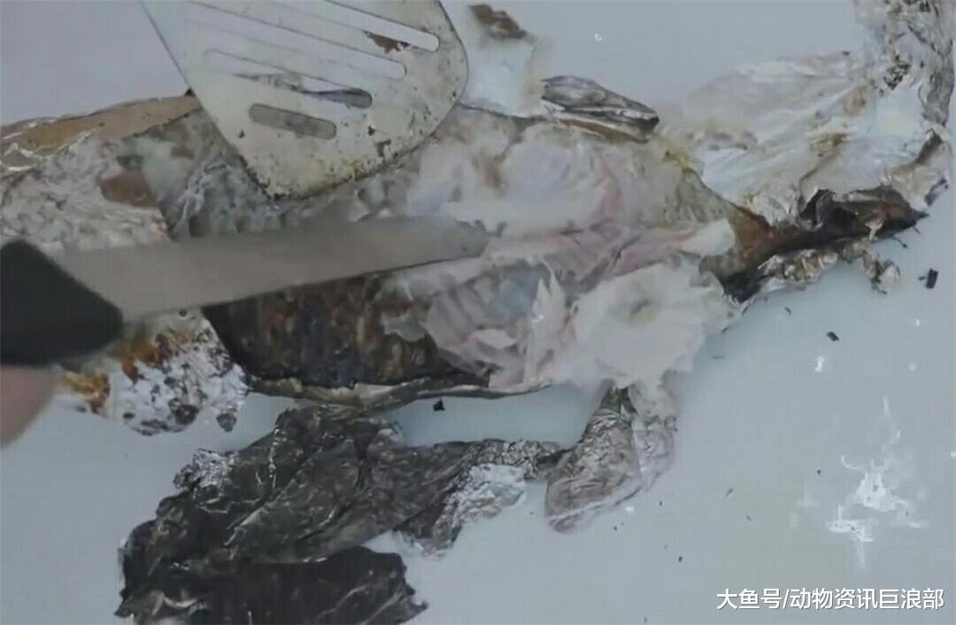 男子用万根火柴烤鲤鱼 看到成品后口水直流