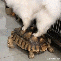 给家里两只母狗吃鸡腿, 给公狗吃馒头, 主人说这叫穷养儿子富养女