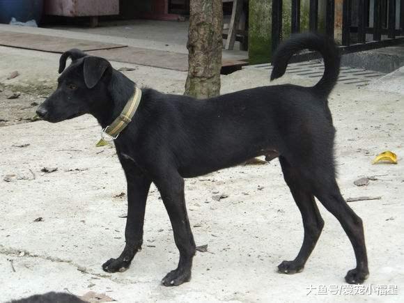 我国被人忽略的一种土狗, 打猎看门样样行, 团结起来连狼都怕