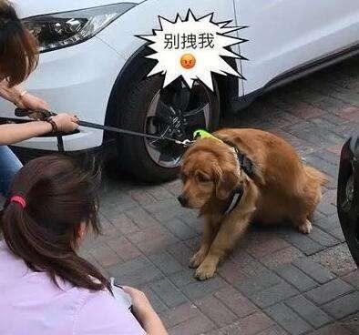 警惕: 这5个行为, 换来的只会是狗狗对你的厌恶!