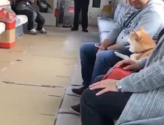 网友到国外旅游, 登上一列车厢后就愣了: 好多狗!