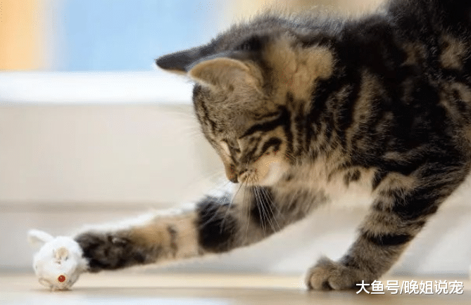 高智商的猫咪会有三种表现, 可谓是猫界精英! 有你家主子吗?