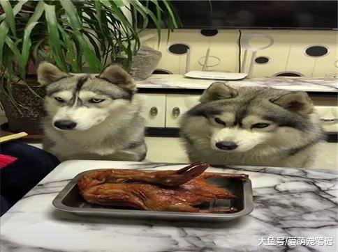 主人不在家时, 两只二哈面对烤鸭时只能咽口水, 狗狗的眼神好可爱
