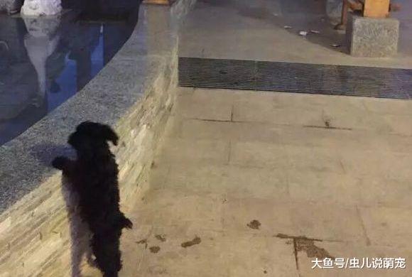 女孩了一只泰迪, 短短的五个月就走了, 女孩: 宁愿没养过!