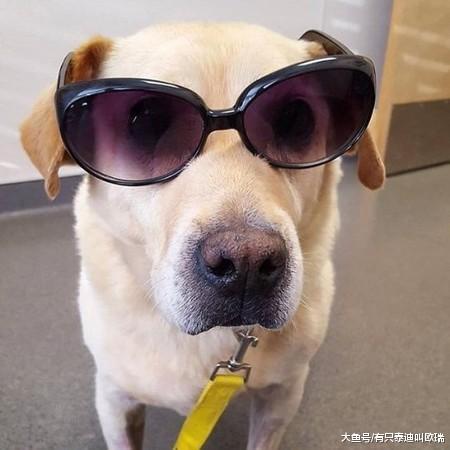 浪汪吃土度日不肯离开觅食待在原地坚信丢掉它的人会回来