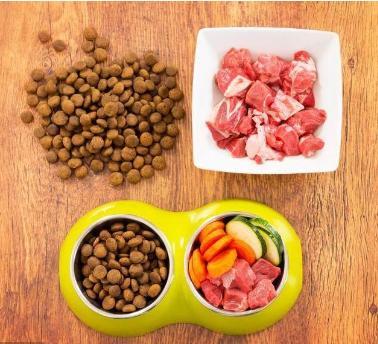 泰迪可不是你想养就能养的, 这5点接受不了, 最好不要养!