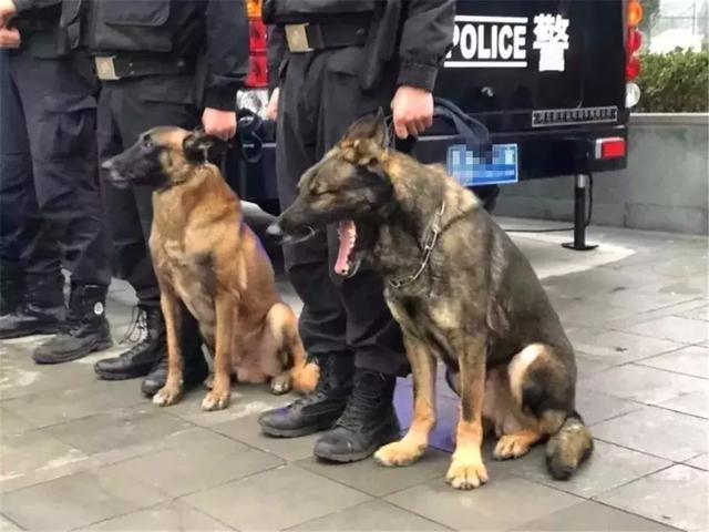 警犬早起出发执行任务, 忍不住打了个大哈欠, 隔壁警犬默默偷笑!