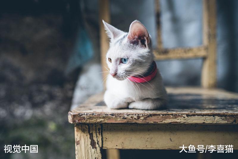刚断奶的小猫咪肠胃功能还很差, 铲屎官在喂食方面要注意这些事情