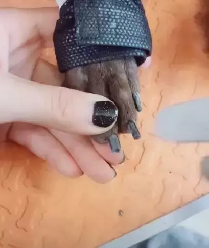 宠主给狗狗做美甲, 网友: 这主人, 真是闲的没事干吗