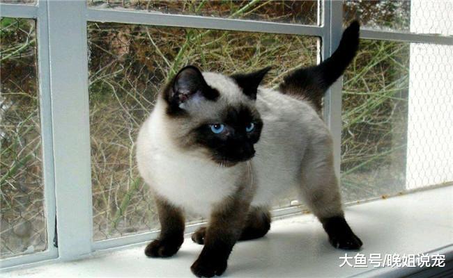 下面五种流浪猫让你选一种带回家, 你会选哪个?