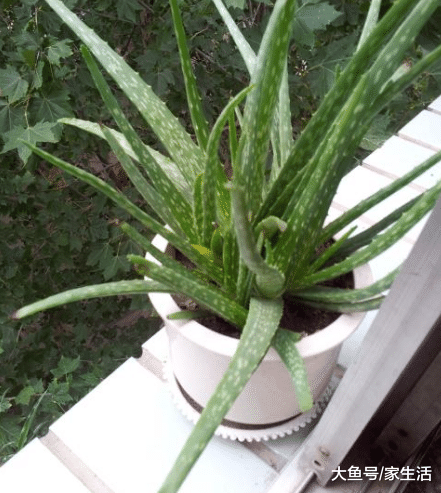 卫生间万万要养这些植物, 净化空气又招财, 回家我也要养