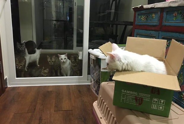 女孩出门总能捡到流浪猫回家, 家人无奈: 这已经是第十只流浪猫啦